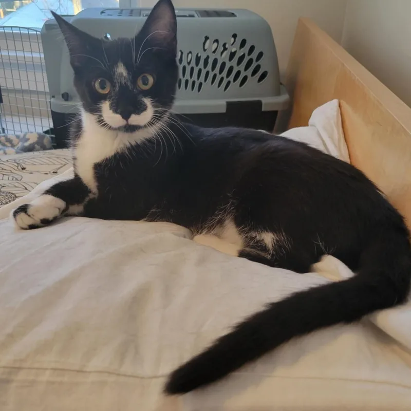 Ala Mode thumbnail 2