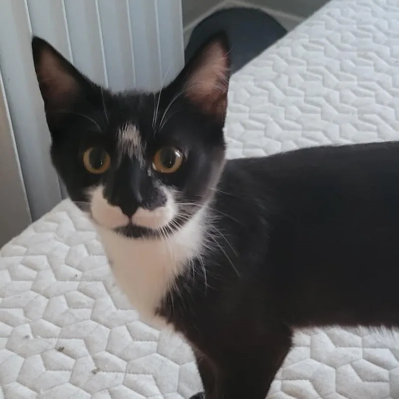 A young medium-sized female Black & White / Tuxedo Domestic Short Hair cat named Ala Mode for adoption in Kankakee, IL