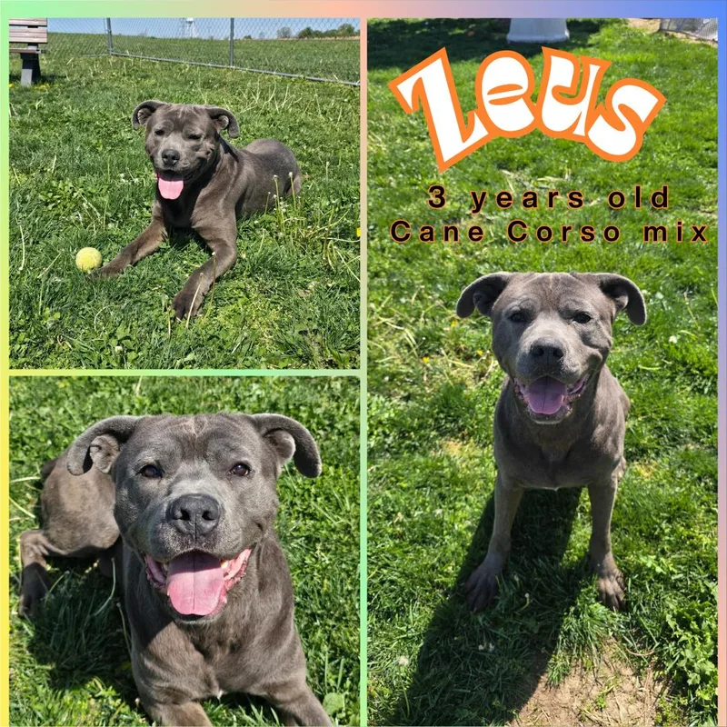 An adult large-sized male Cane Corso dog named Zeus for adoption in Franklin, IN