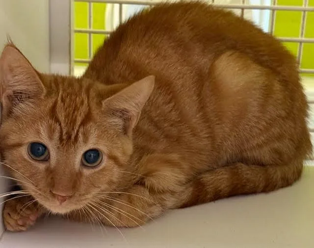 A baby medium-sized male Domestic Short Hair cat named Pumpkin for adoption in Fort Myers, FL