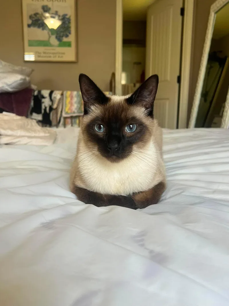 An adult medium-sized male Seal Point Siamese cat named Mars and Belle for adoption in Lees Summit, MO