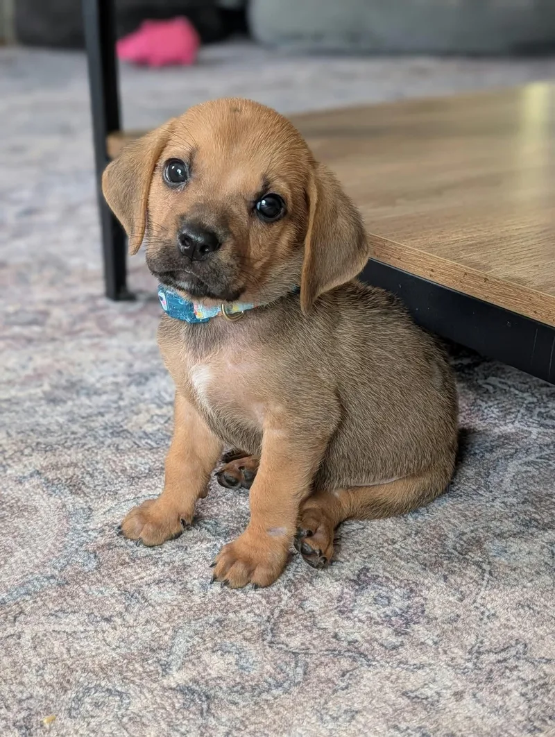 A baby small-sized male Brown / Chocolate Dachshund dog named Earl for adoption in Byron, IL