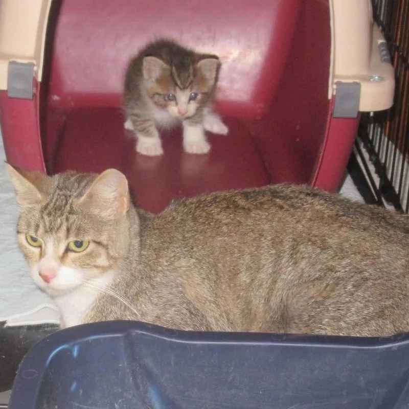 Butterfly thumbnail 2