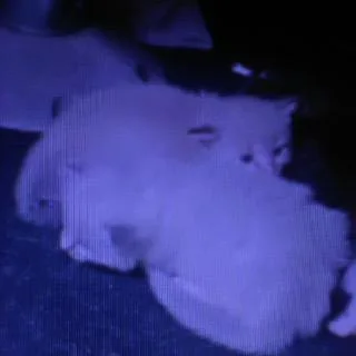 Butterfly thumbnail 3