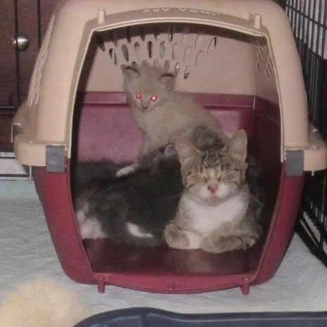 Butterfly thumbnail 4