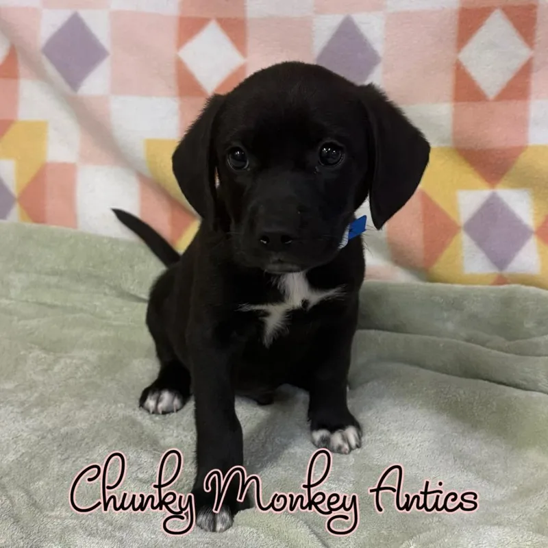 A baby small-sized male Mixed Breed dog named Chunky Monkey Antics for adoption in Hillsboro, OH