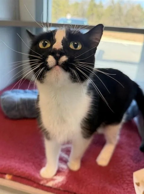 A young medium-sized female Domestic Short Hair cat named Silla for adoption in Leesburg, VA
