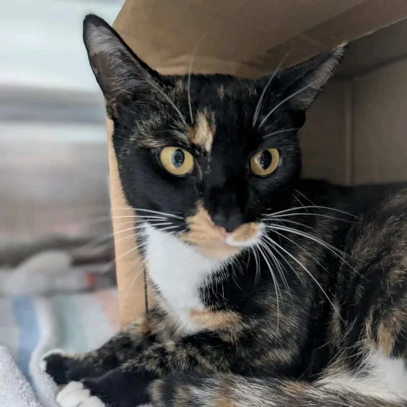 Mrs Wiskers