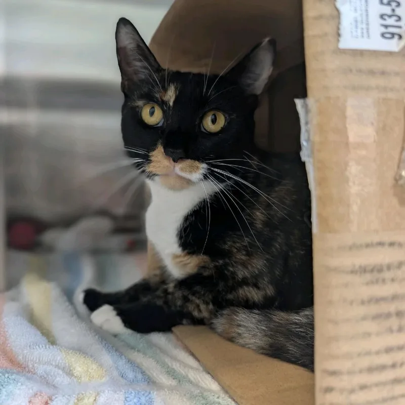 Mrs Wiskers thumbnail 2