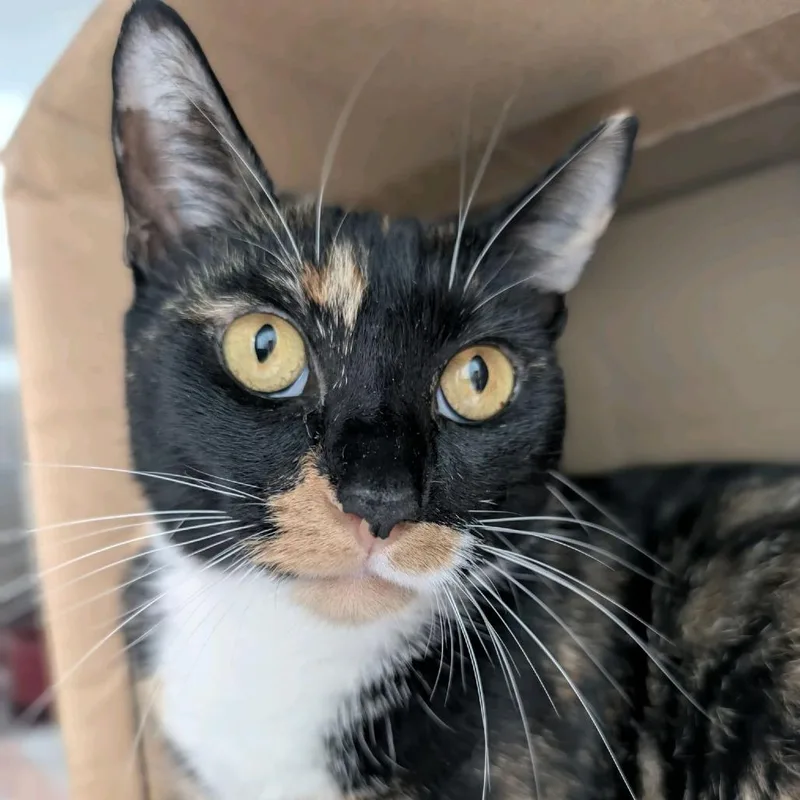 Mrs Wiskers thumbnail 3