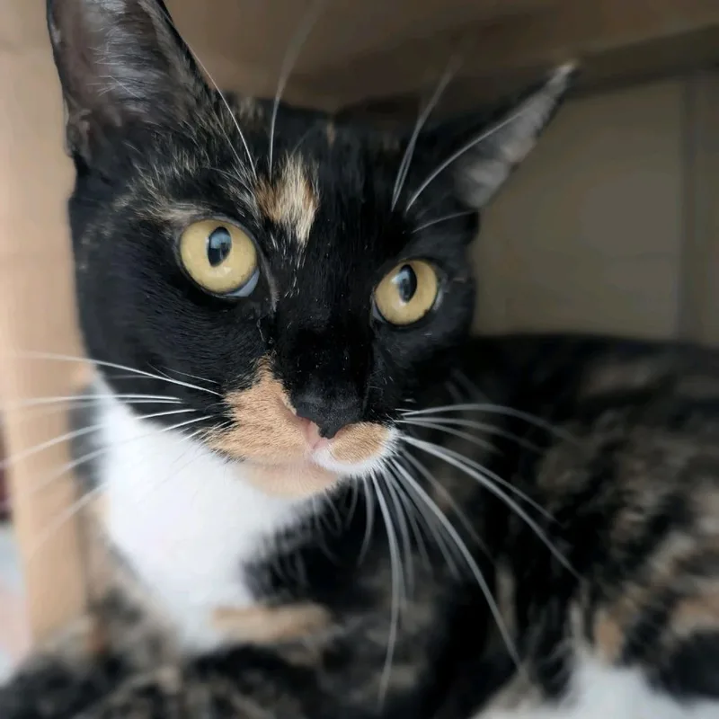 Mrs Wiskers thumbnail 4