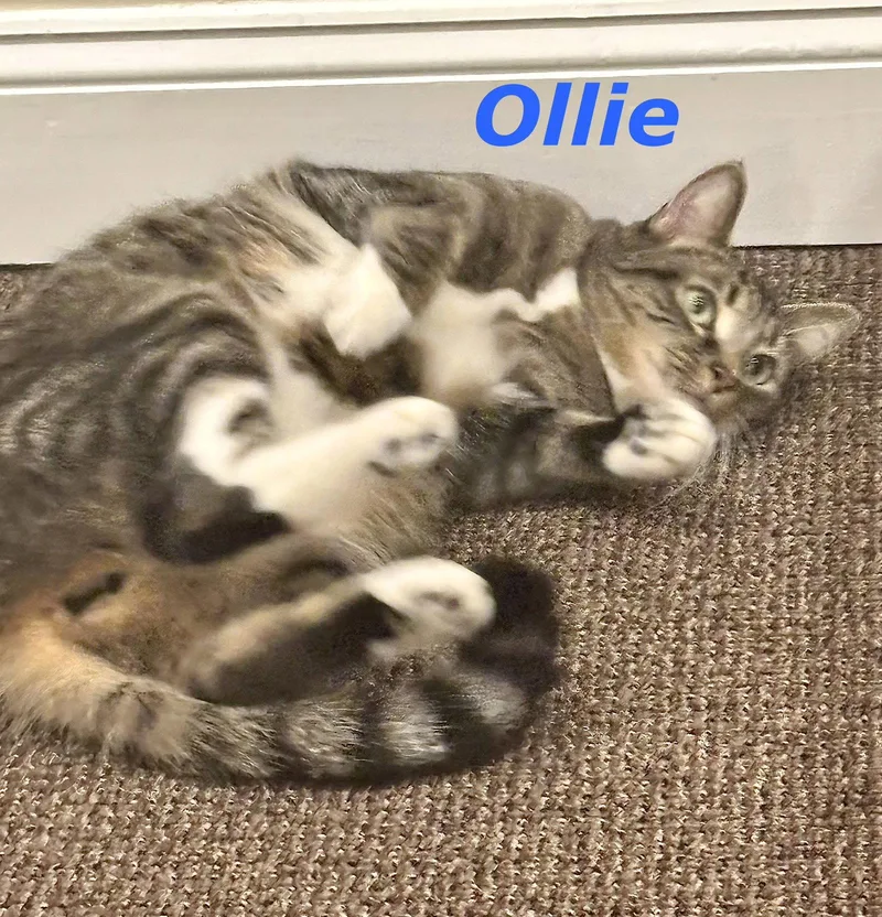 An adult medium-sized male Domestic Short Hair cat named Ollie for adoption in Reston, VA