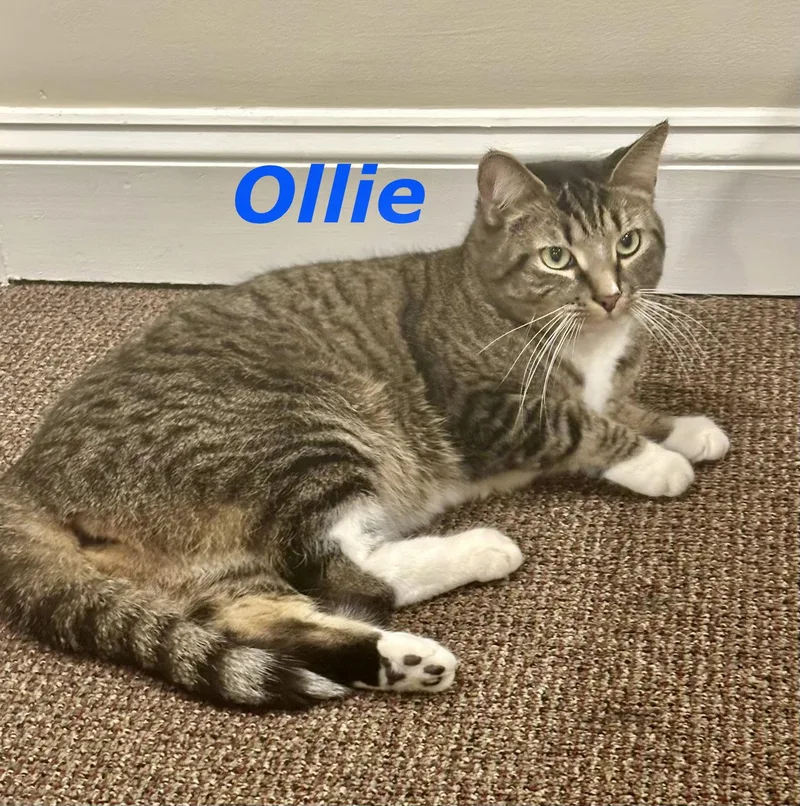 Ollie thumbnail 2
