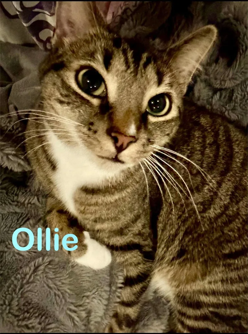 Ollie thumbnail 3