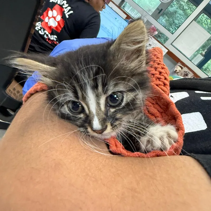 A baby small-sized female Brown / Chocolate Domestic Medium Hair cat named Microsoft for adoption in Columbus, GA