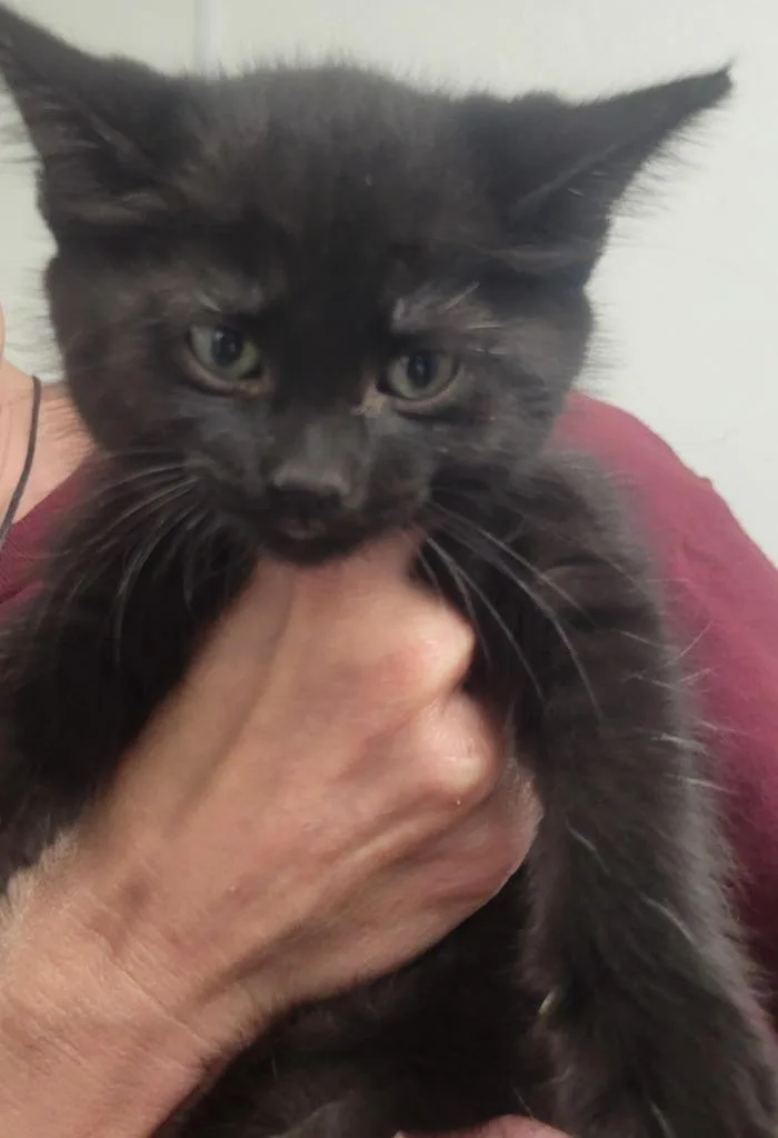 A baby small-sized female Domestic Short Hair cat named Yolanda for adoption in New Kensington, PA