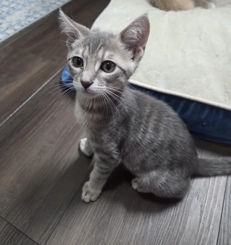 A baby medium-sized male Gray / Blue / Silver Domestic Short Hair cat named Gael for adoption in Schertz, TX