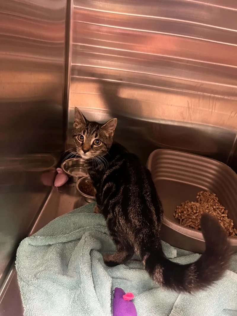 A baby medium-sized male Tabby (Tiger Striped) Domestic Short Hair cat named Pancake for adoption in Chambersburg, PA