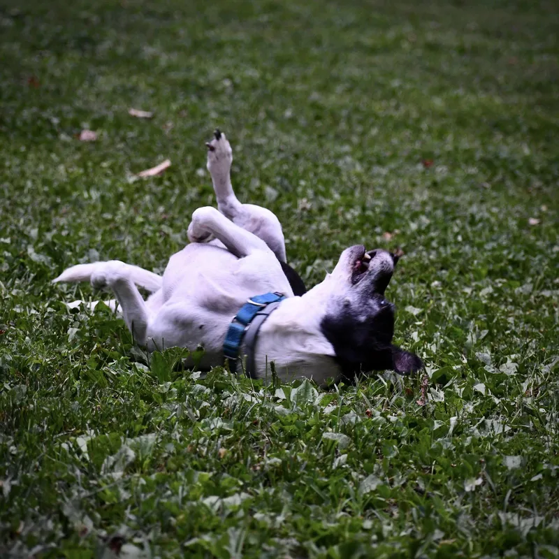 Max