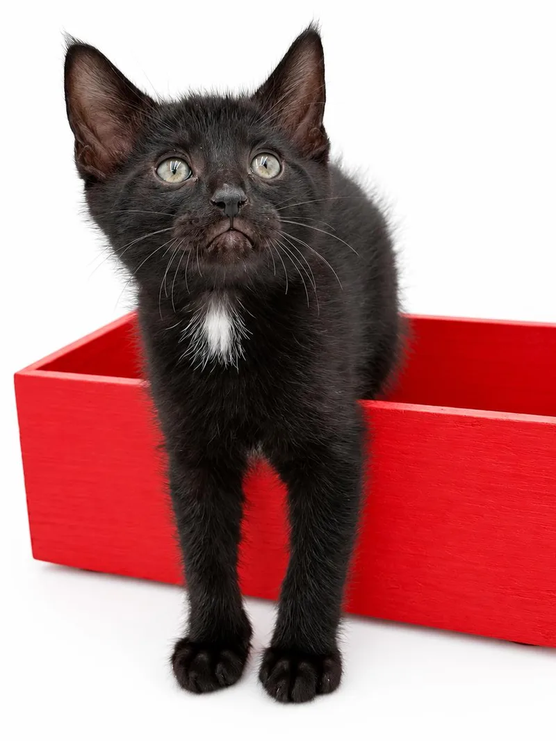 A baby small-sized male Black Bombay cat named Grape says PICK ME for adoption in Bedford Hills, NY