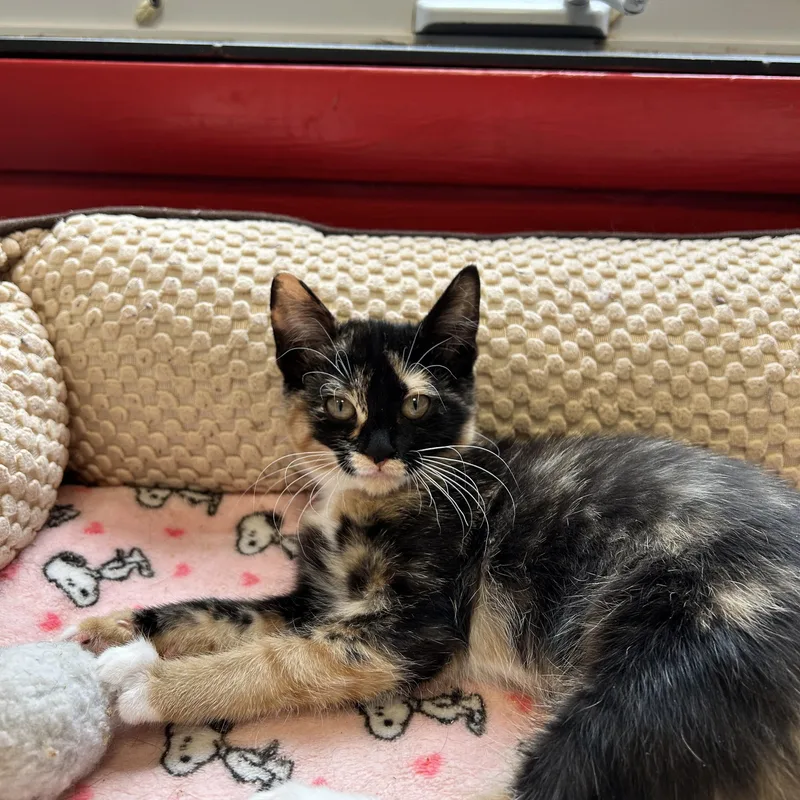 A baby small-sized female Tortoiseshell Domestic Short Hair cat named Galadriel for adoption in North Haven, CT