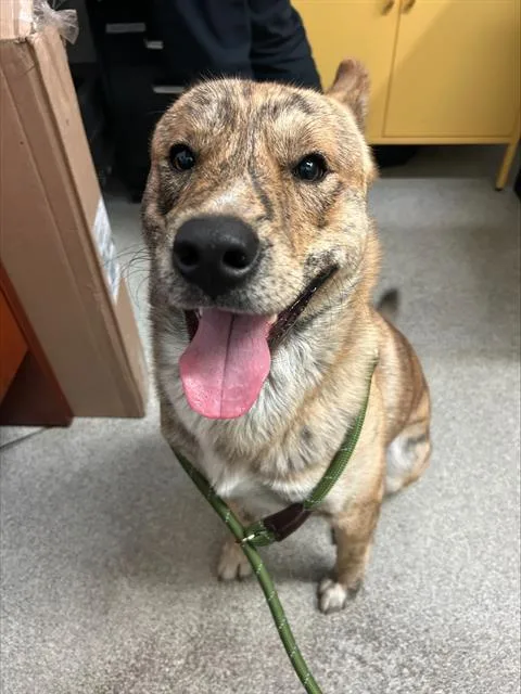 An adult medium-sized male Dutch Shepherd dog named Ryu for adoption in Alameda, CA