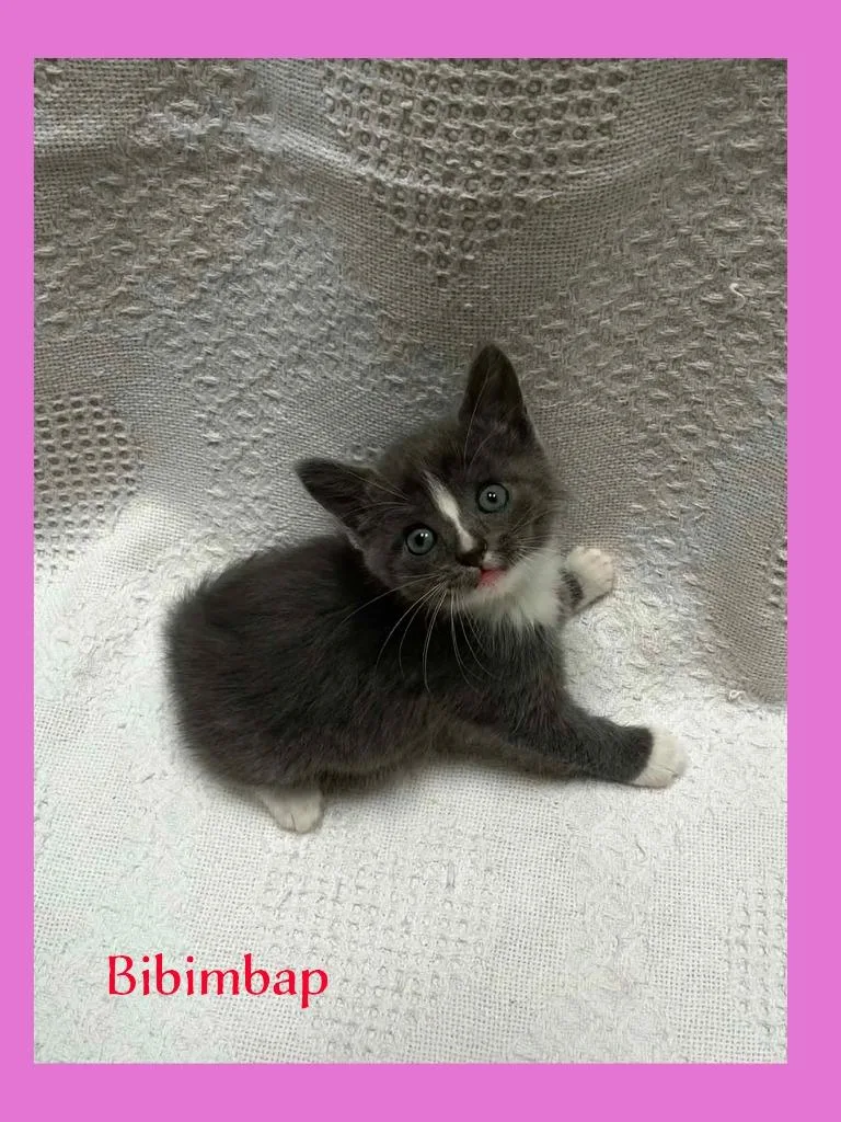 A baby medium-sized female Domestic Short Hair cat named Bibimbap for adoption in Hoover , AL