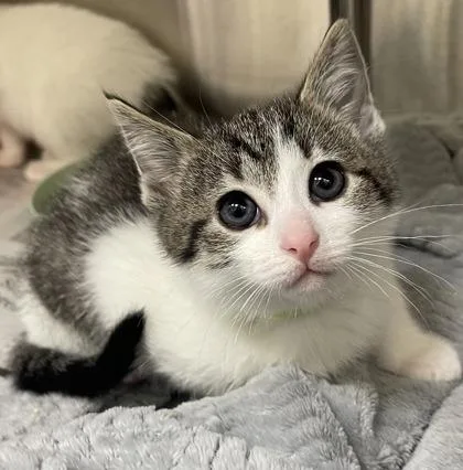 A baby small-sized male Domestic Short Hair cat named Mater for adoption in Westland, MI