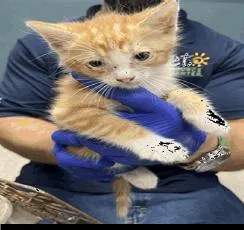 A baby small-sized male Orange & White Domestic Short Hair cat named Alvin for adoption in Ruskin, FL
