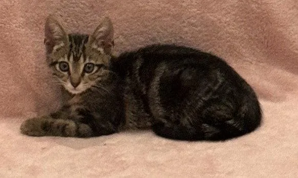 A young medium-sized male Domestic Long Hair cat named Bran for adoption in Charleston, SC