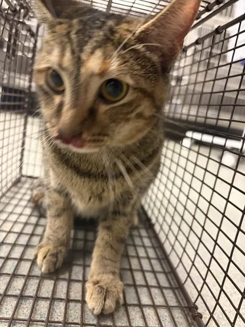 A young small-sized female Domestic Short Hair cat named Bonnie for adoption in Ontario, CA