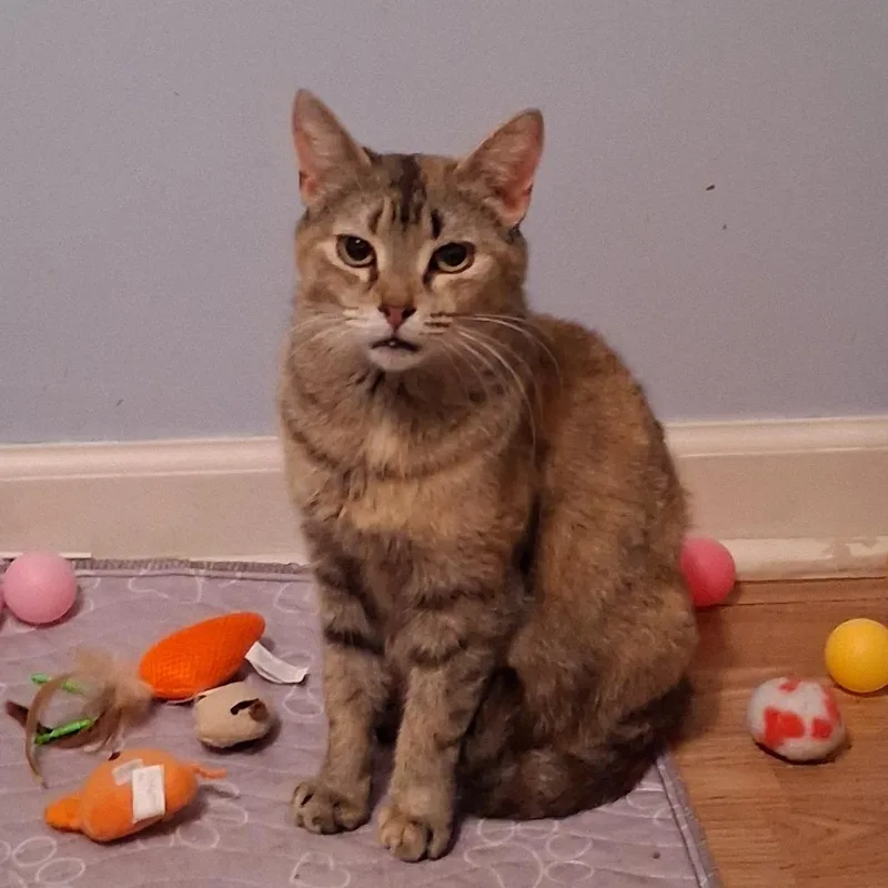 An adult medium-sized female Brown / Chocolate Domestic Short Hair cat named Zuzu for adoption in Hamburg, NY