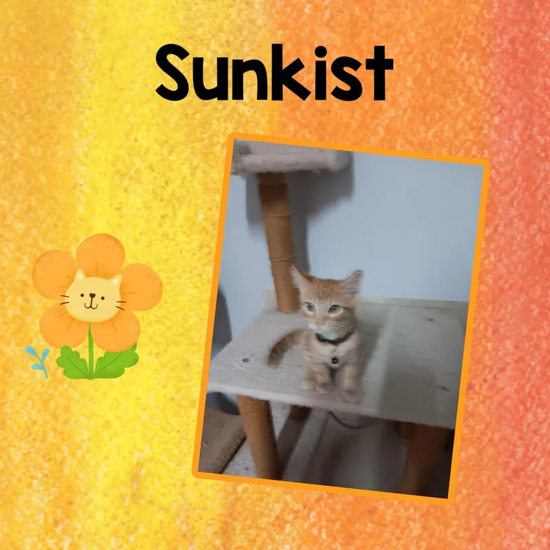 A baby small-sized male Orange / Red Domestic Medium Hair cat named Sunkist for adoption in Monticello, IN