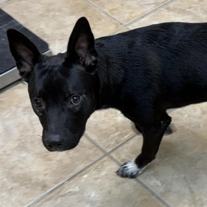 Onyx