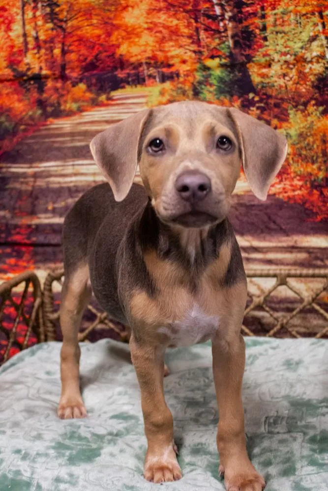 A baby medium-sized female Mixed Breed dog named Naomi for adoption in Dorr, MI