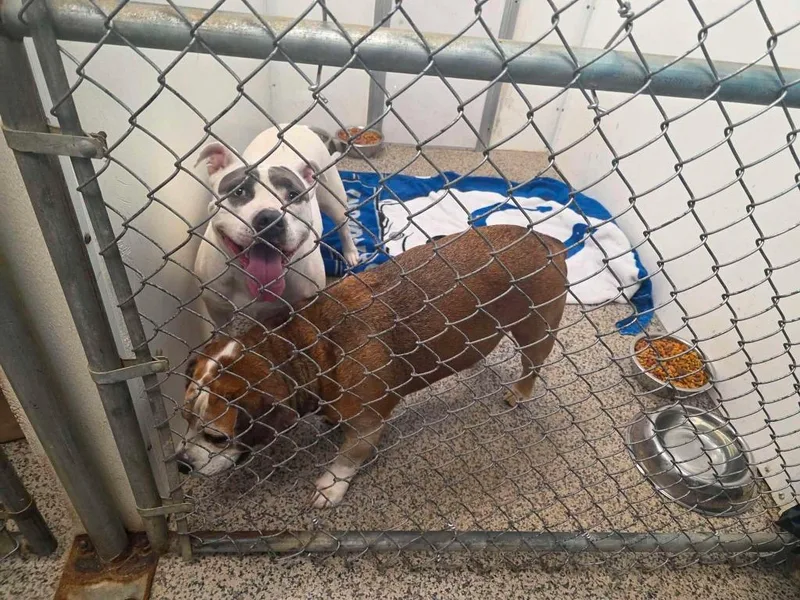 An adult medium-sized female Pit Bull Terrier dog named Cali for adoption in Kendallville, IN