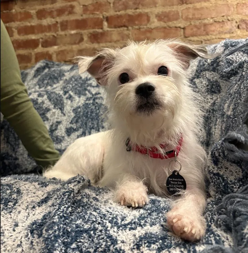 An adult small-sized female West Highland White Terrier / Westie dog named Molinda for adoption in Brooklyn, NY
