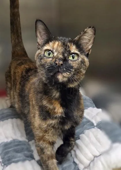 An adult medium-sized female Domestic Short Hair cat named Tiger Lily for adoption in Westland, MI