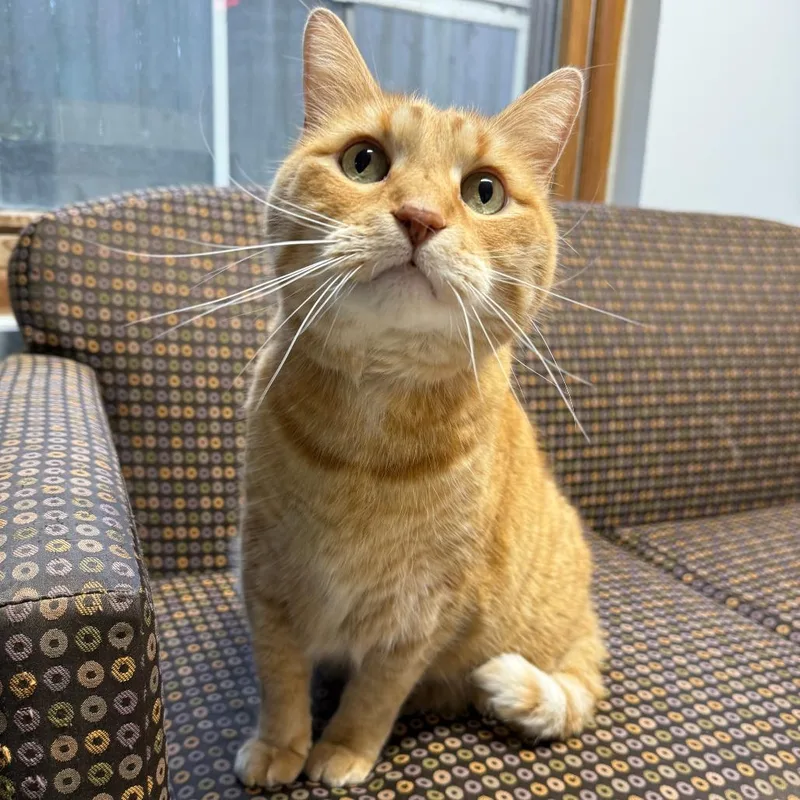 A senior extra large-sized male Domestic Short Hair cat named Pungel for adoption in Madison, WI