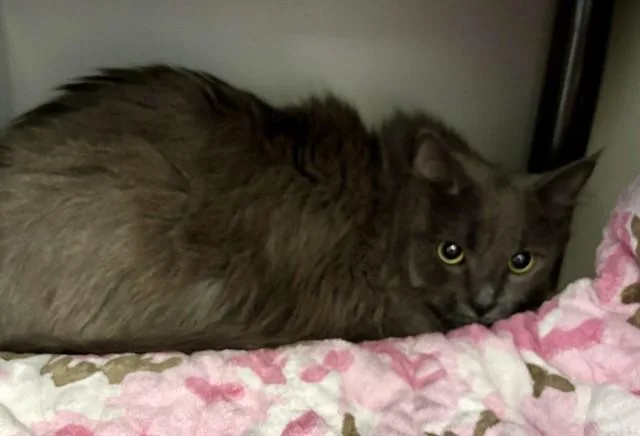 An adult medium-sized male Domestic Long Hair cat named Nico for adoption in Kalamazoo, MI