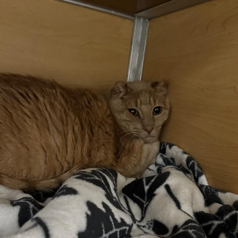An adult large-sized male Buff / Tan / Fawn Domestic Short Hair cat named Tink for adoption in Brookfield, WI