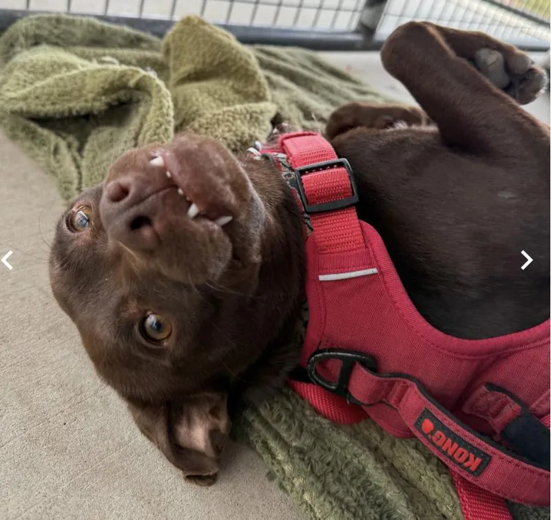 Little Man thumbnail 4