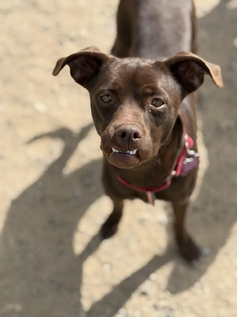 A young medium-sized male Brown / Chocolate Mixed Breed dog named Little Man for adoption in Buena Vista, CO