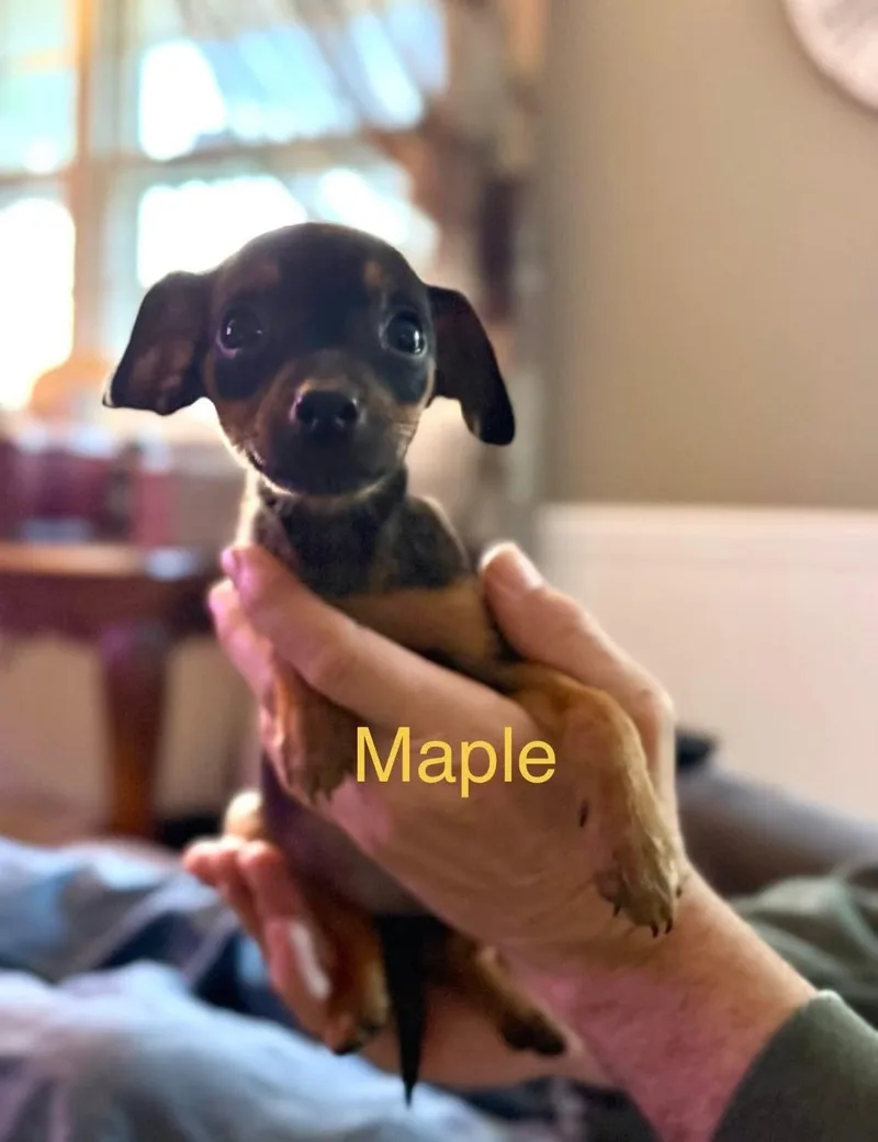 Maple