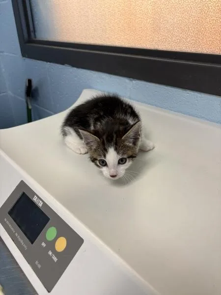 A baby small-sized male Domestic Short Hair cat named If for adoption in Lawrenceville, GA