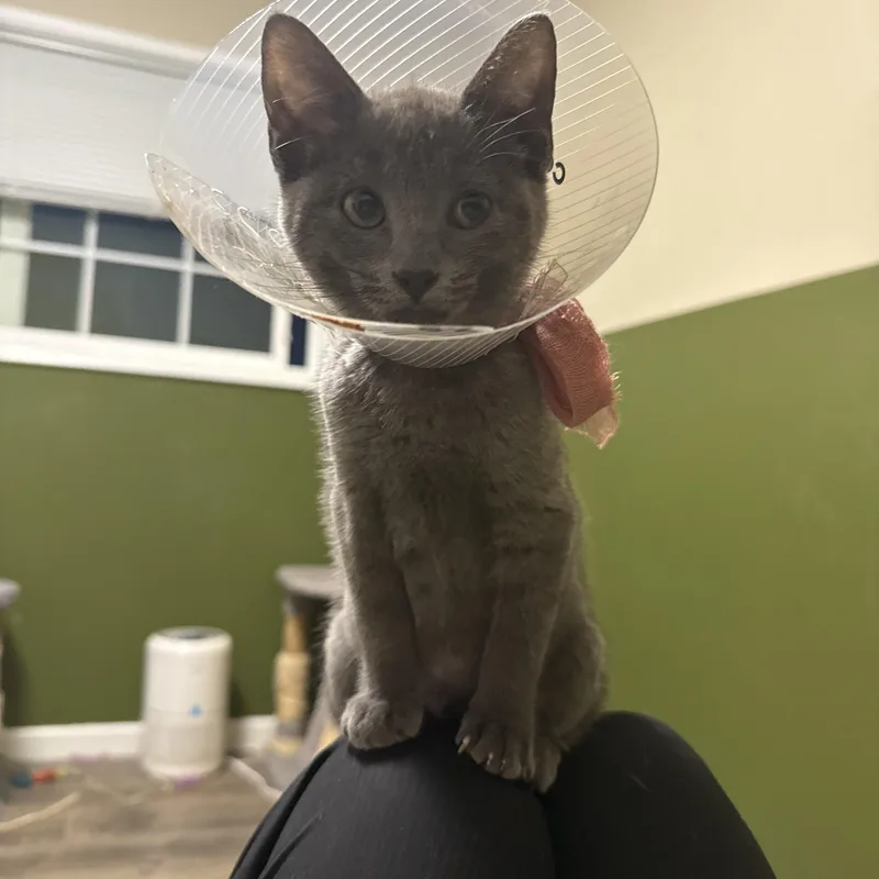 A baby medium-sized female Domestic Short Hair cat named Lucy for adoption in Springfield, OR