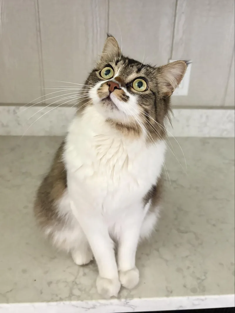 A young small-sized female Tabby (Brown / Chocolate) Domestic Medium Hair cat named Midori  At Pet for adoption in Kalamazoo, MI