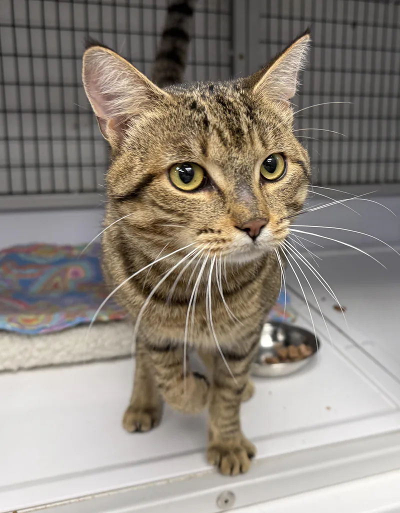 A young large-sized male Domestic Short Hair cat named LOCAL CAT Hamilton for adoption in Clayville, RI