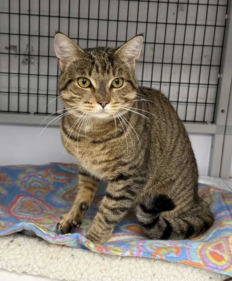 LOCAL CAT  Hamilton thumbnail 3
