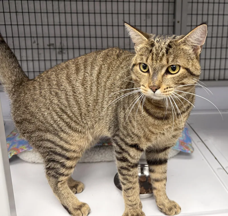 LOCAL CAT  Hamilton thumbnail 4